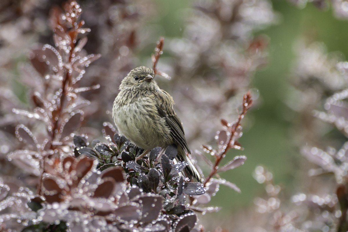 Dark-eyed Junco - ML642657060