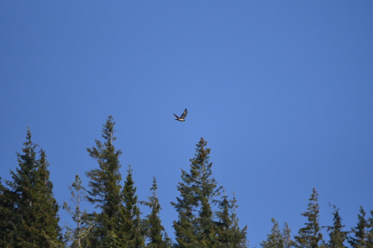 Broad-winged Hawk - ML642657061