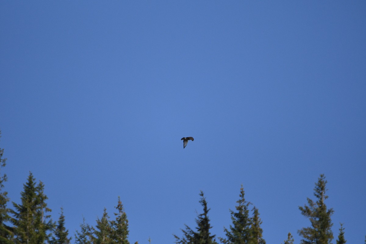 Broad-winged Hawk - ML642657068