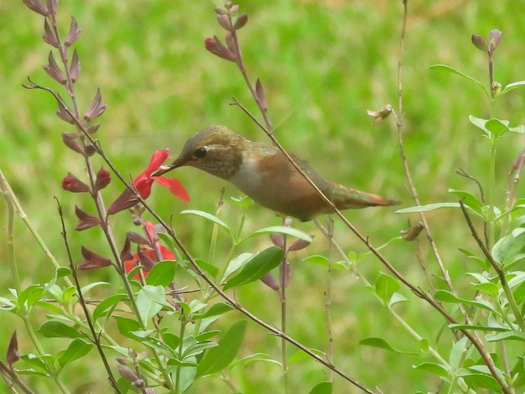 rødkolibri/chaparralkolibri - ML642657078