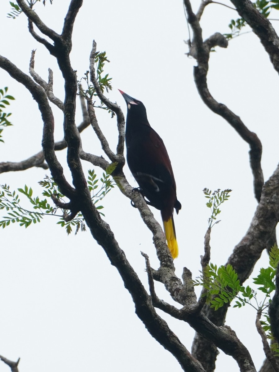Baudo Oropendola - ML642657086
