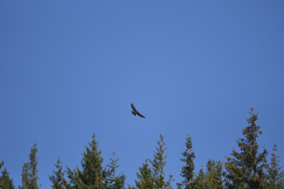 Broad-winged Hawk - ML642657087