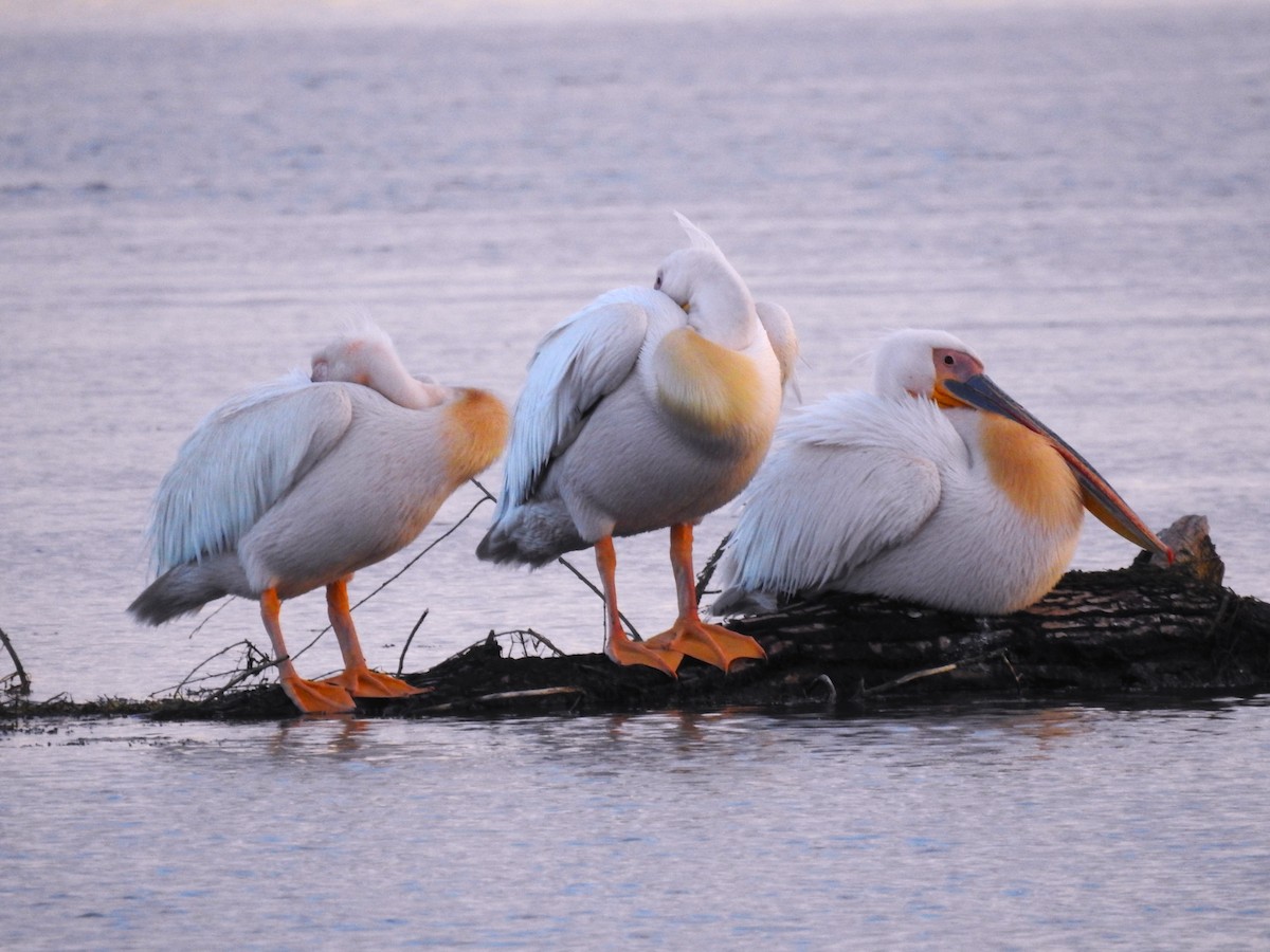Great White Pelican - Marta Cuesta Fernández