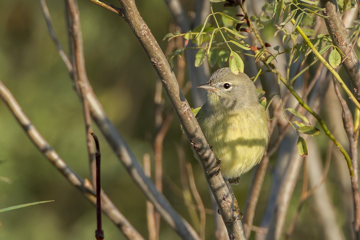 Orange-crowned Warbler - ML642657102
