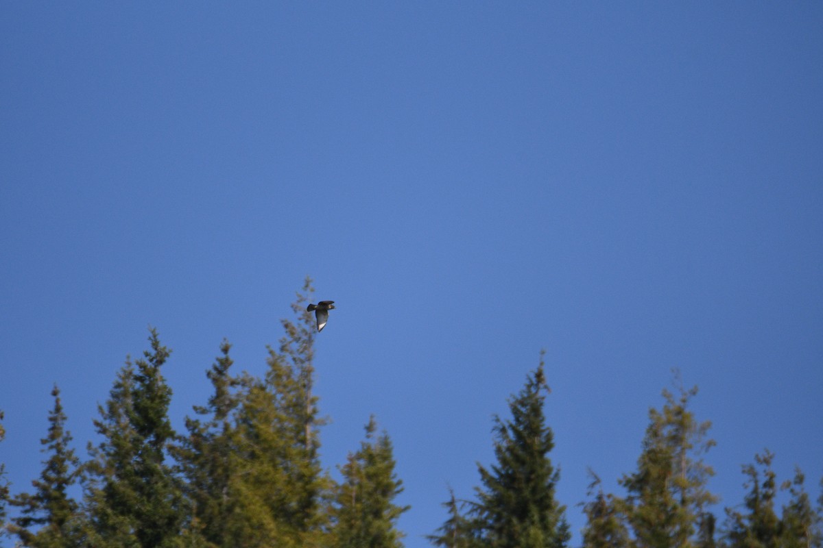 Broad-winged Hawk - ML642657109