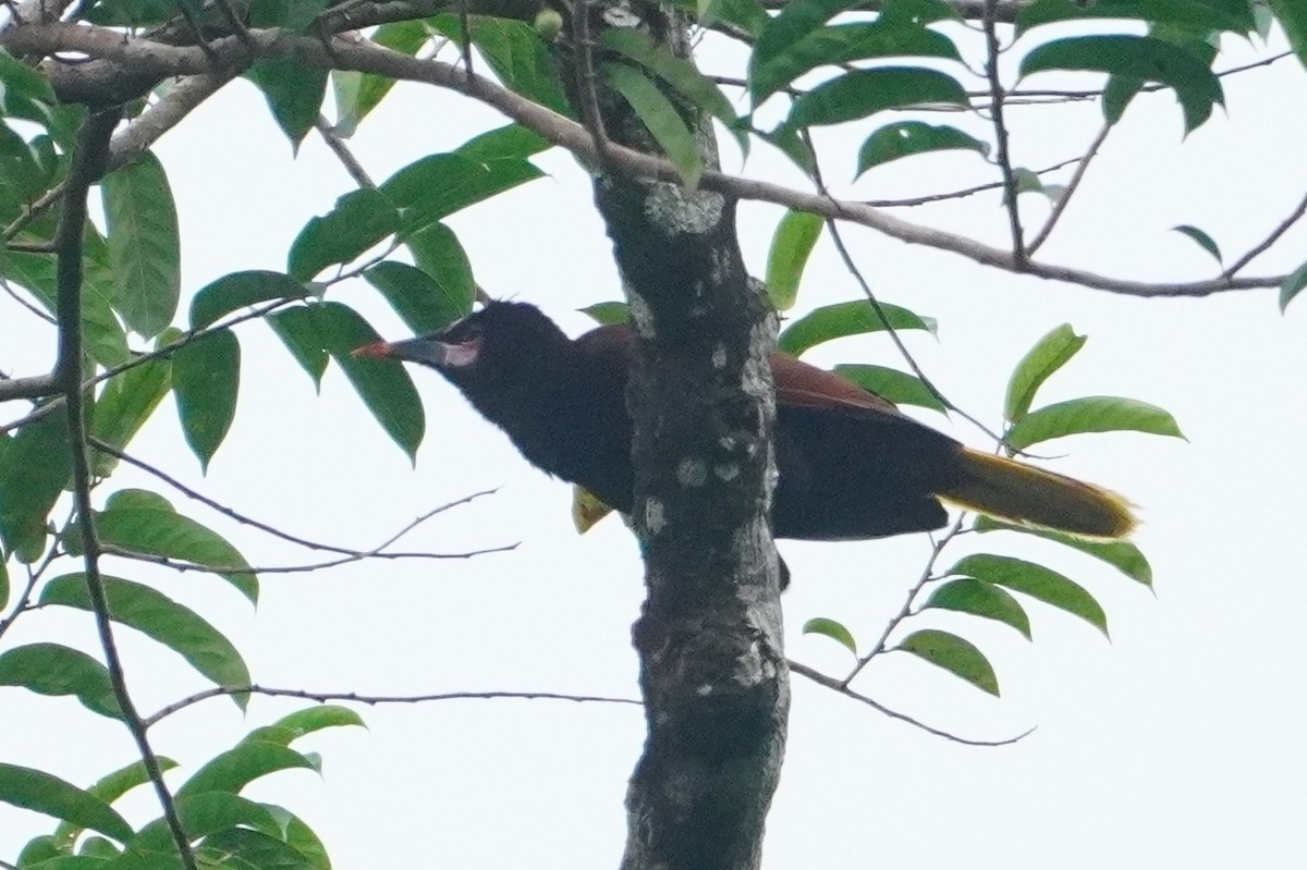 Baudo Oropendola - ML642657115