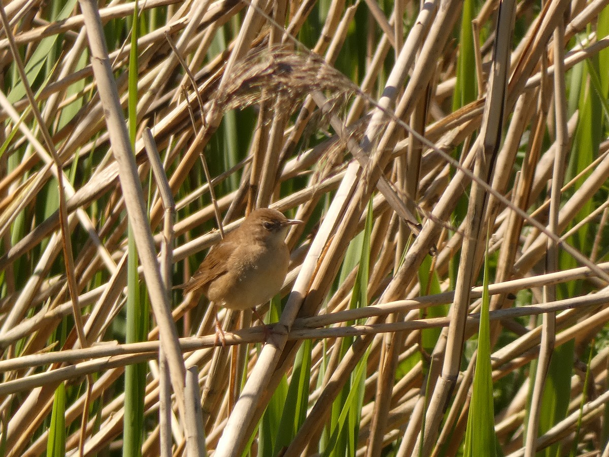Savi's Warbler - ML642657117