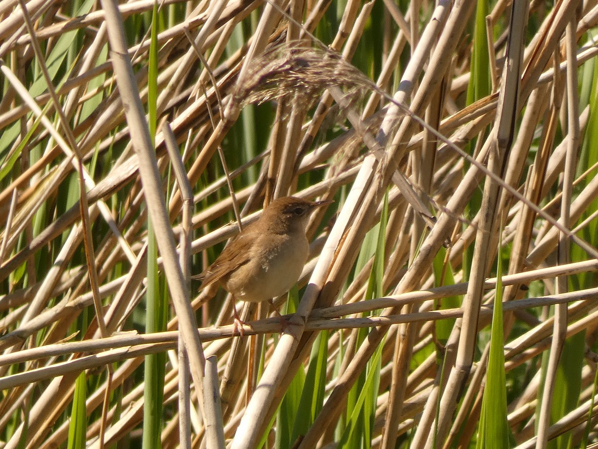 Savi's Warbler - ML642657118