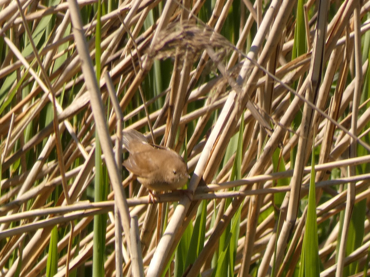 Savi's Warbler - ML642657119