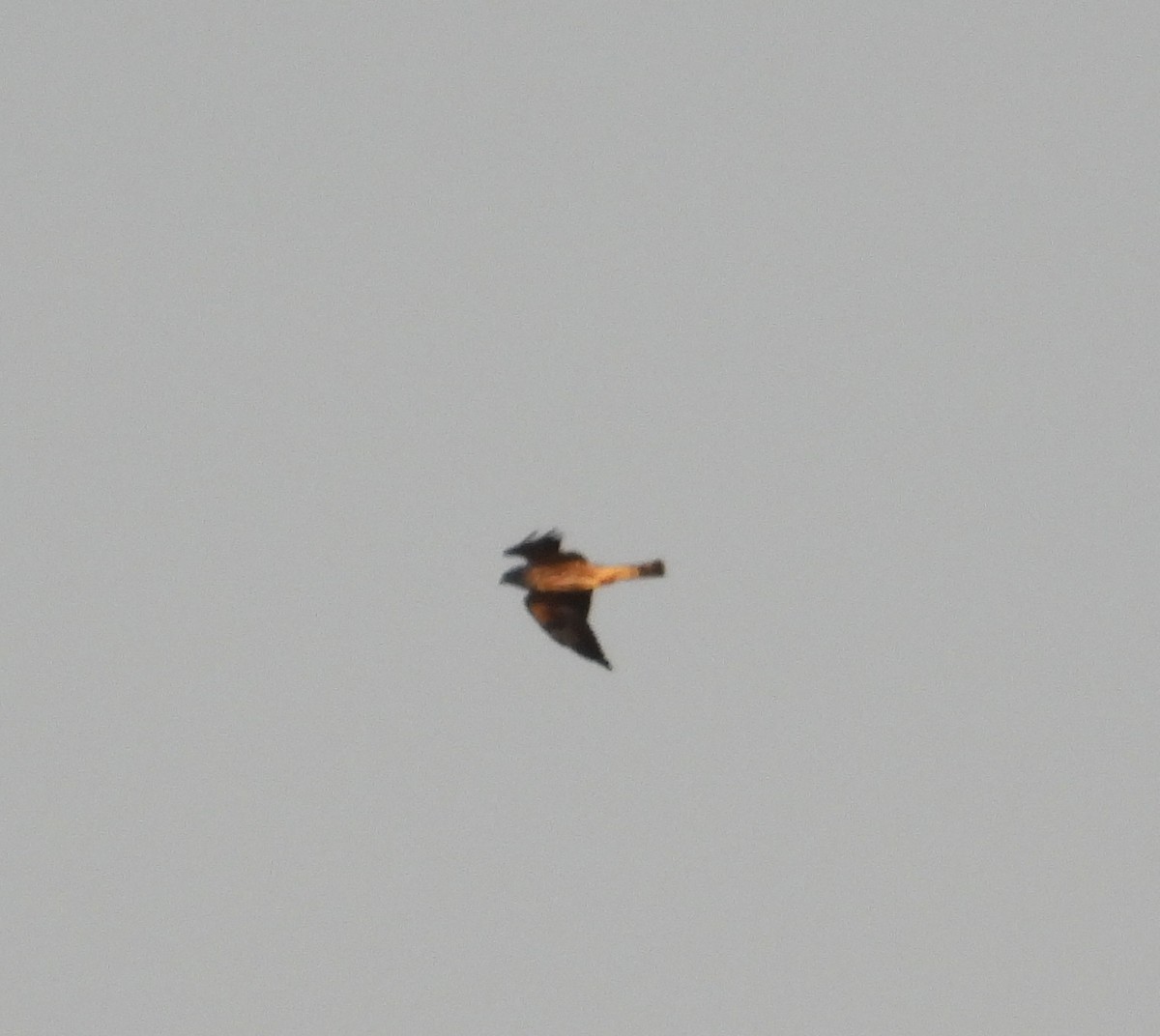 Lesser Nighthawk - ML642657126