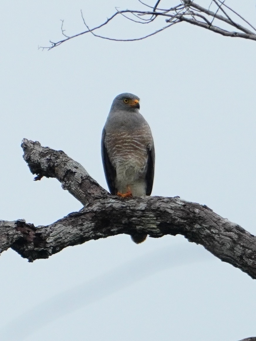 káně krahujová - ML642657127