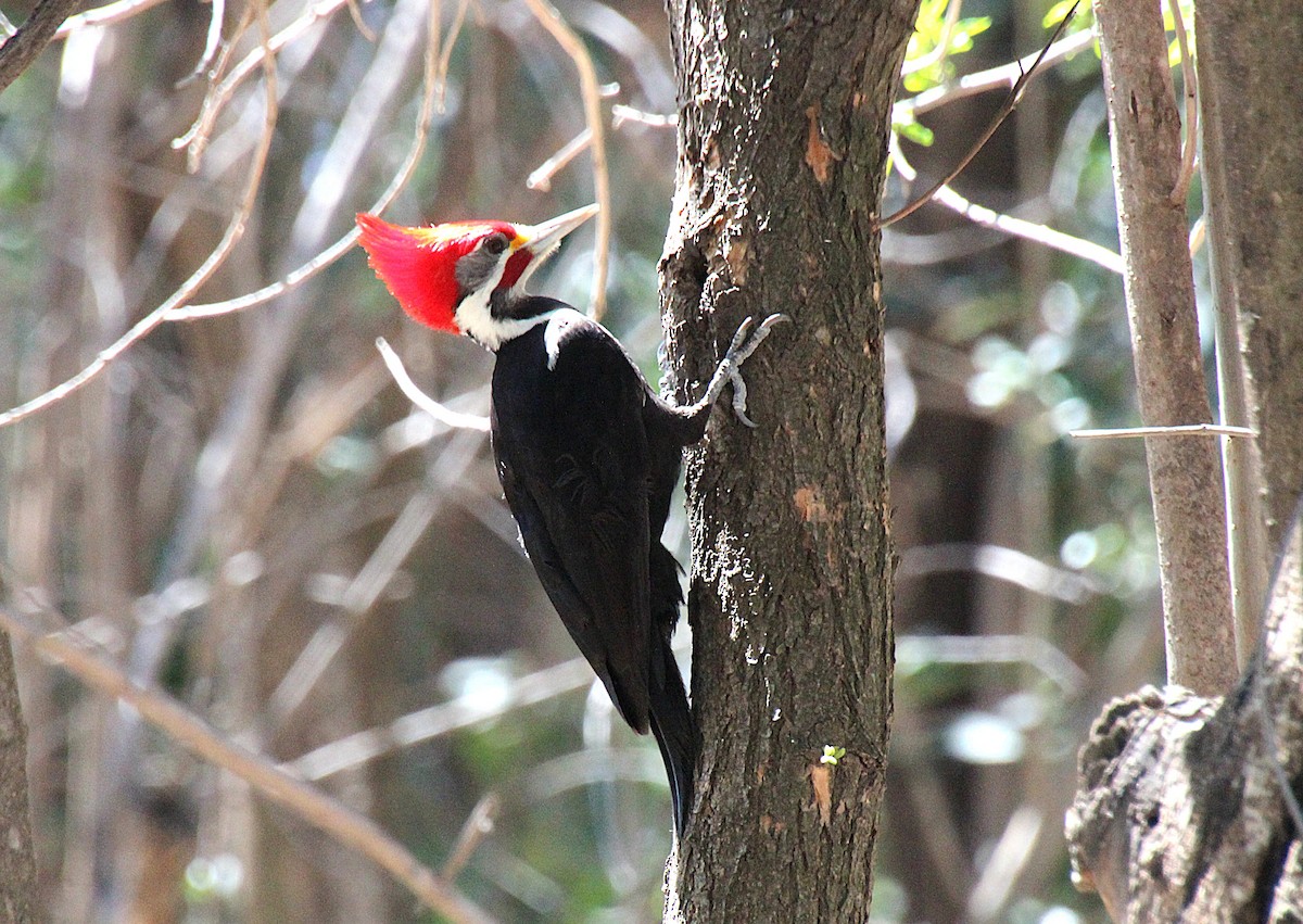 Black-bodied Woodpecker - ML642657128