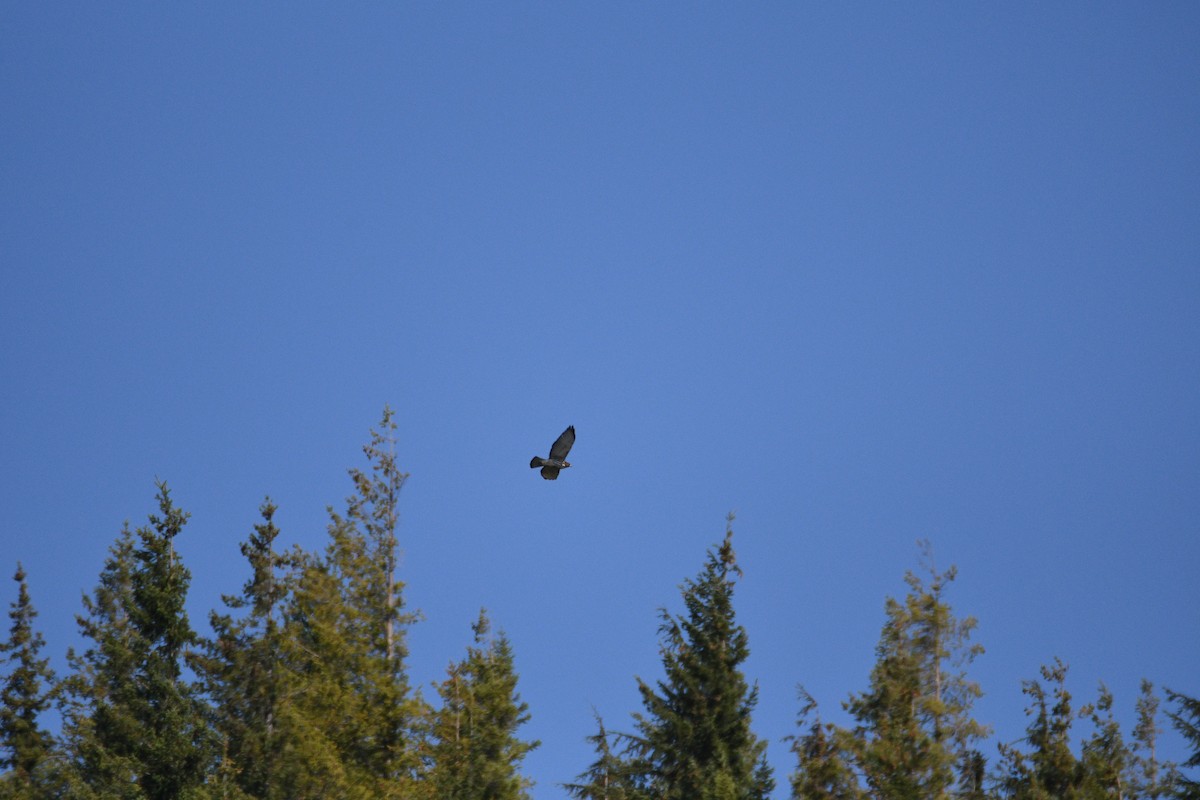 Broad-winged Hawk - ML642657132