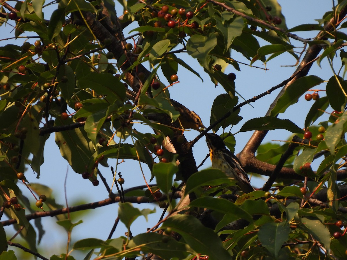 Blackburnian Warbler - ML642657134