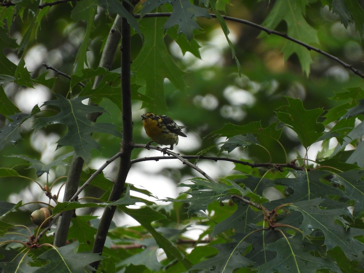 Blackburnian Warbler - ML642657135
