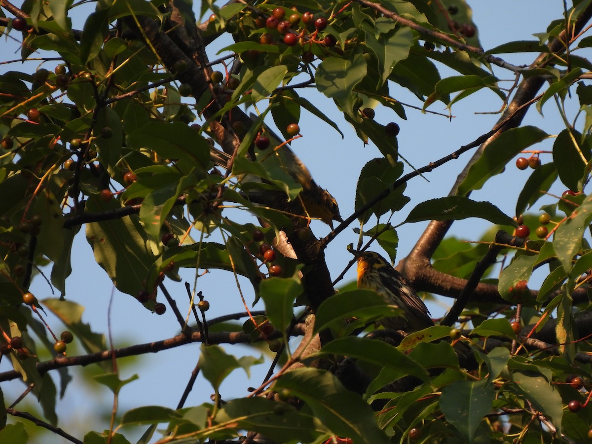 Blackburnian Warbler - ML642657136