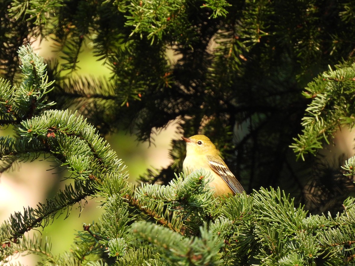 Bay-breasted Warbler - ML642657139