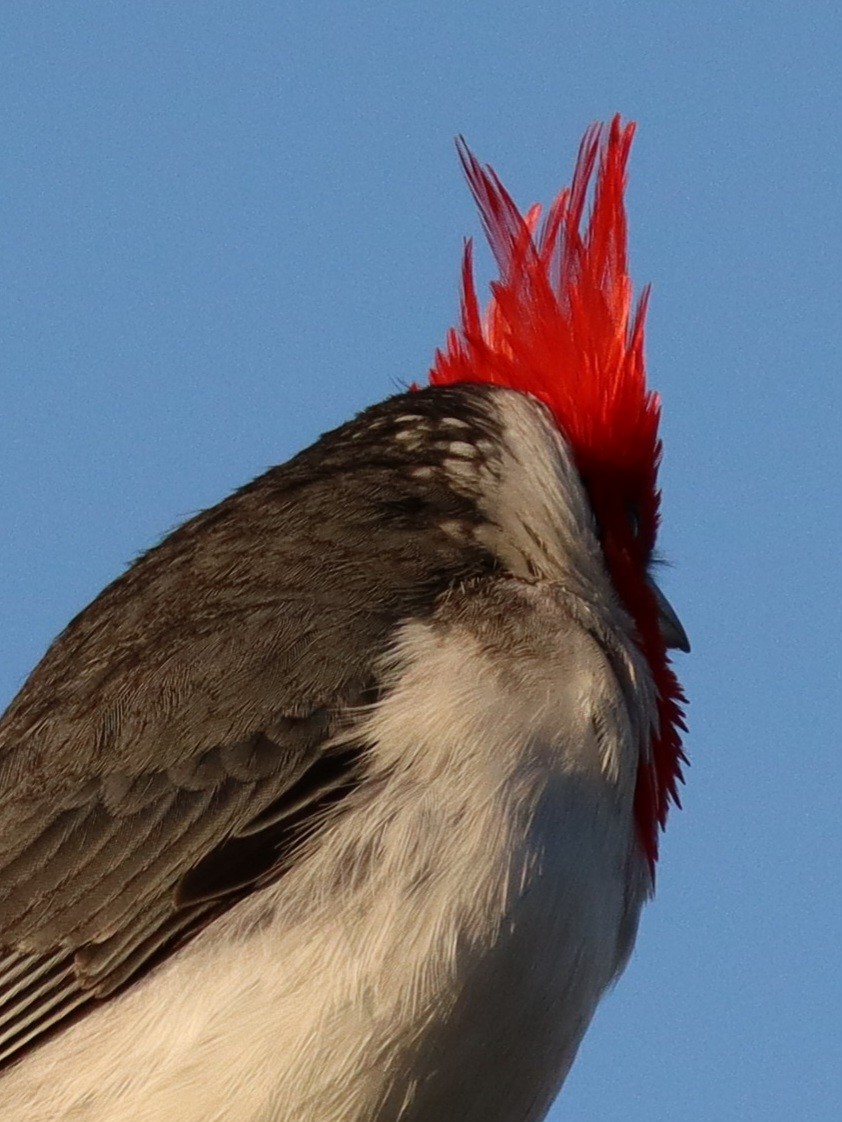 Red-crested Cardinal - ML642657142