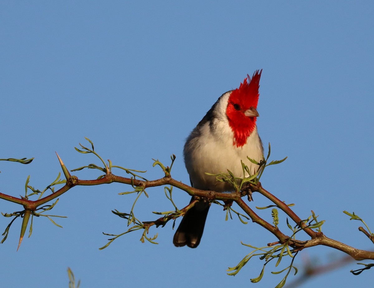 Red-crested Cardinal - ML642657144