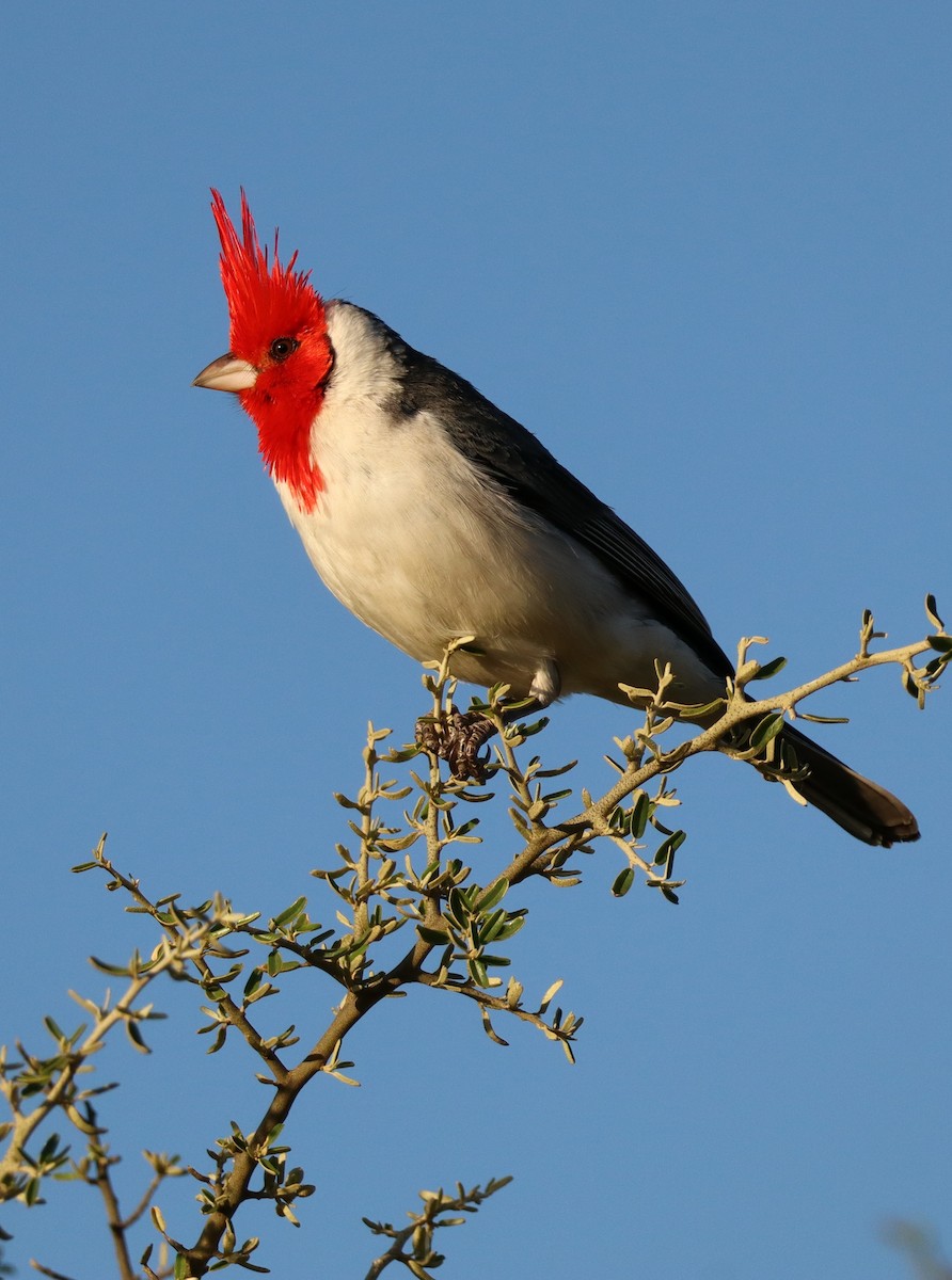 Red-crested Cardinal - ML642657145