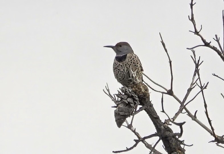 Northern Flicker (Red-shafted) - ML642657147