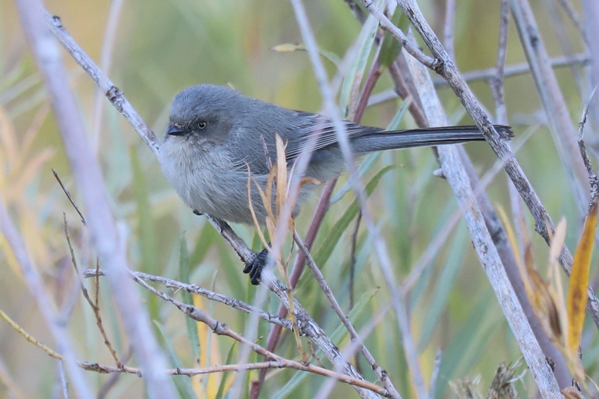 Bushtit - ML642657175