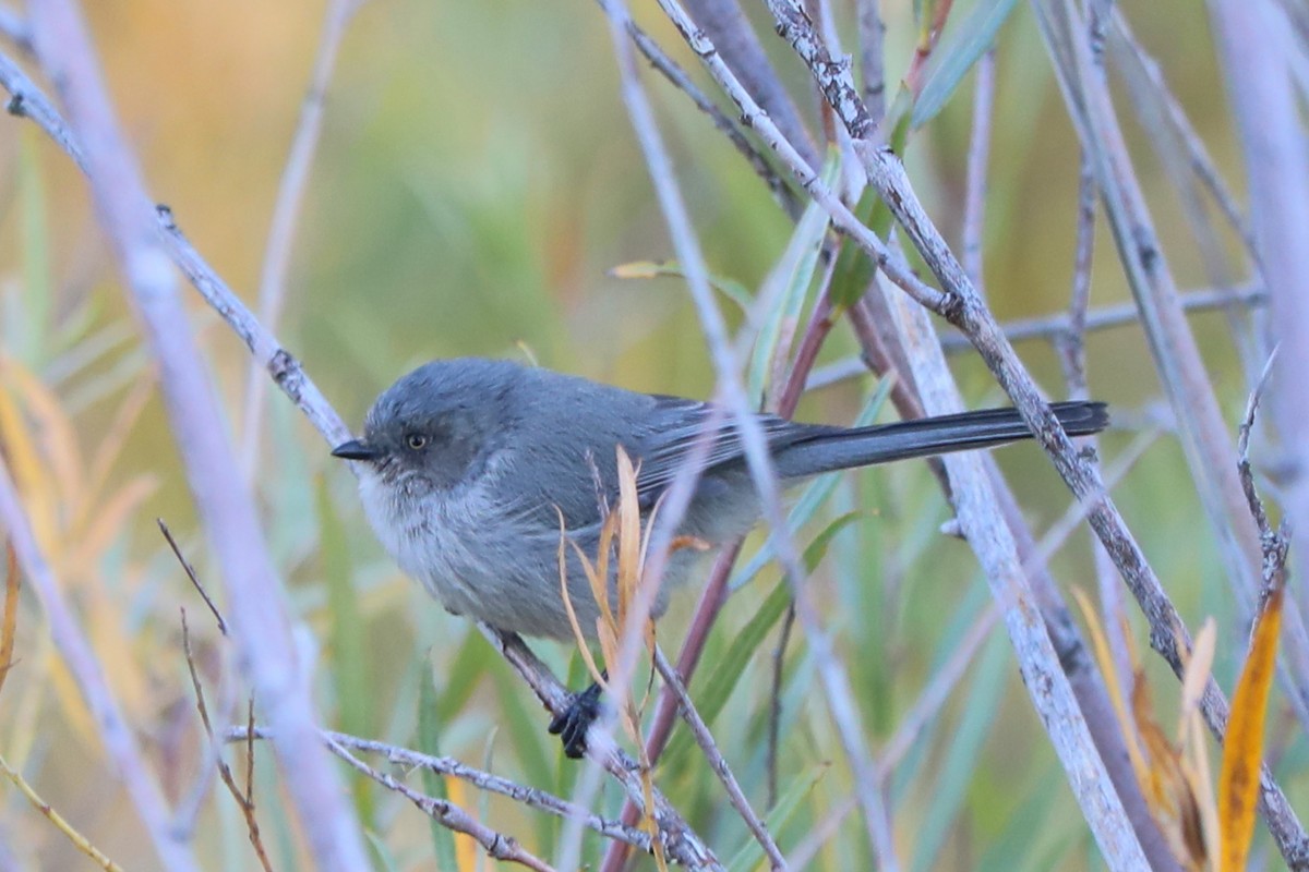 Bushtit - ML642657181
