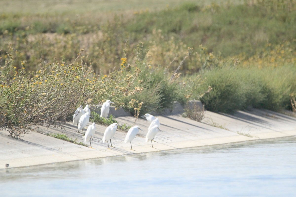 Snowy Egret - ML642657199