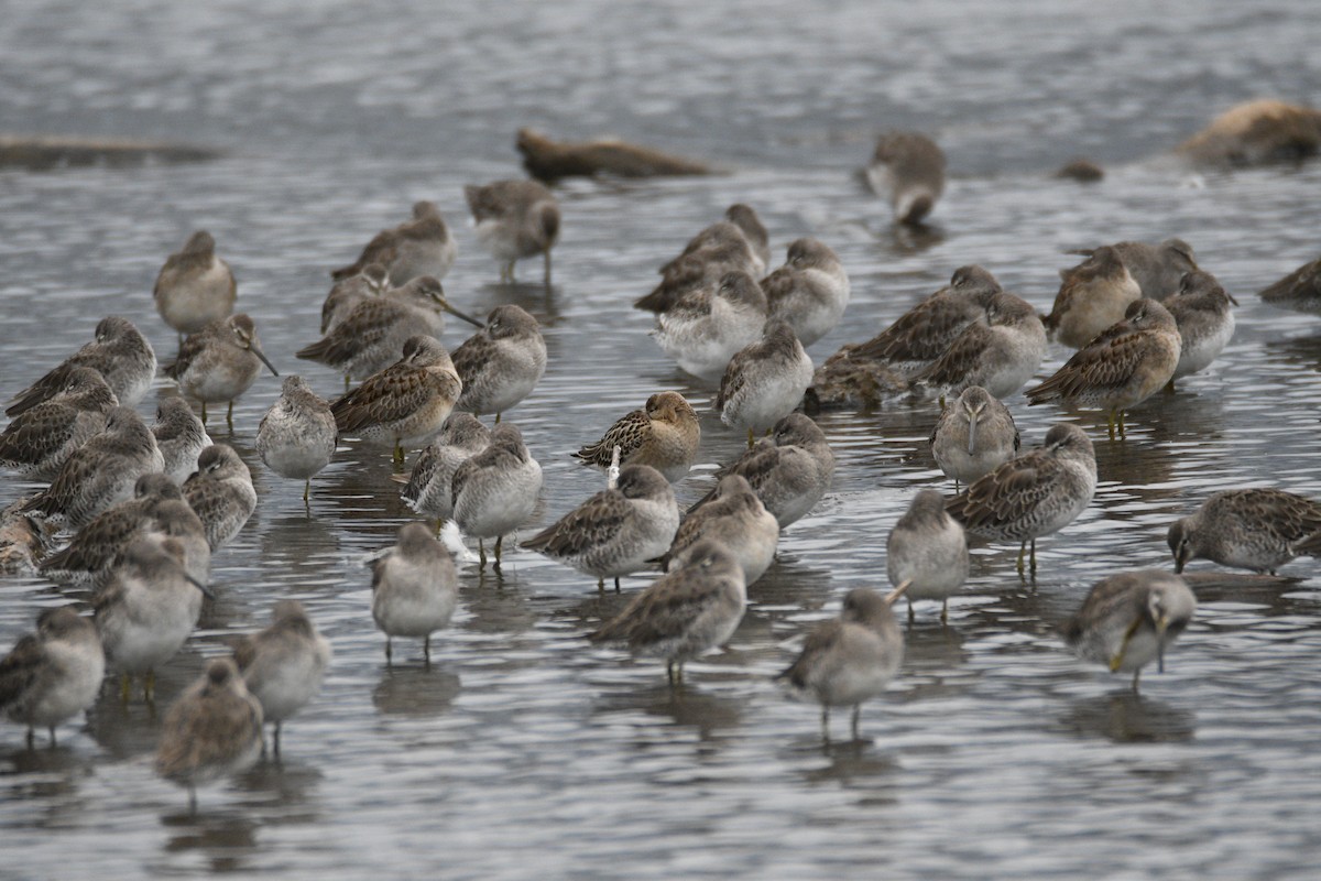 流蘇鷸 - ML642657201