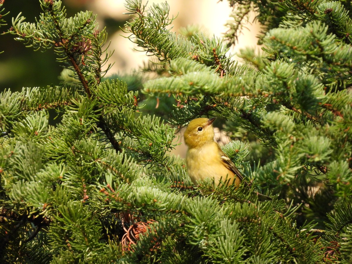 Bay-breasted Warbler - ML642657202