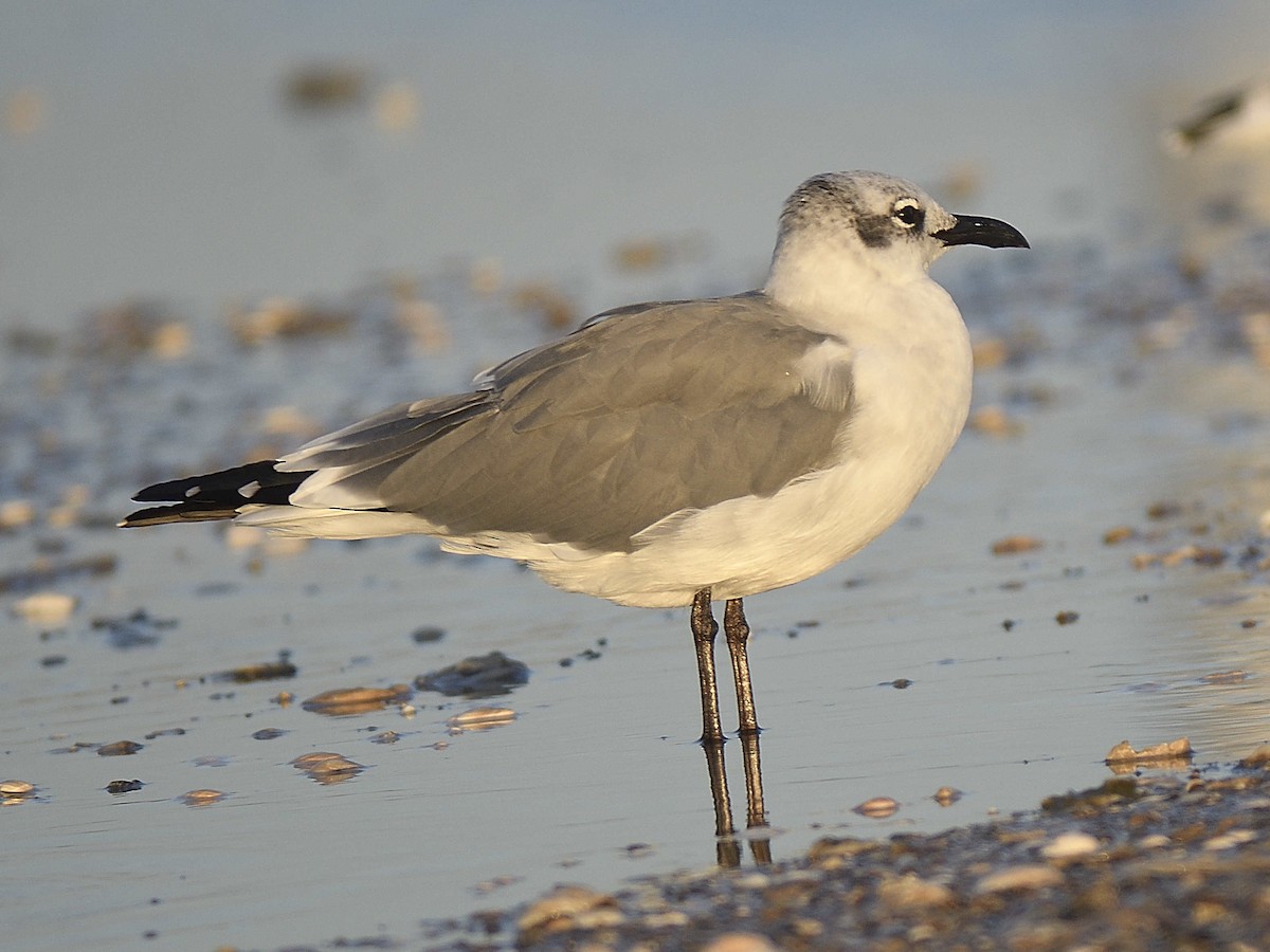Laughing Gull - ML642657205
