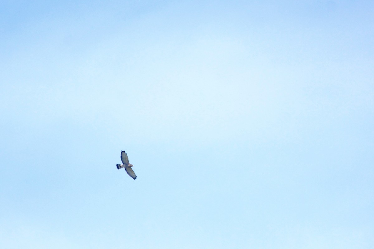 Broad-winged Hawk - ML642657208