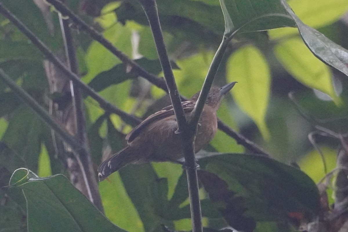 Black-crowned Antshrike - ML642657212