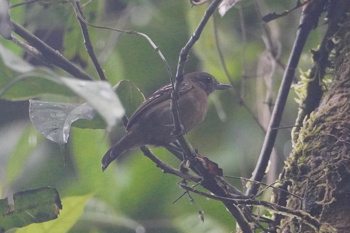 Black-crowned Antshrike - ML642657213