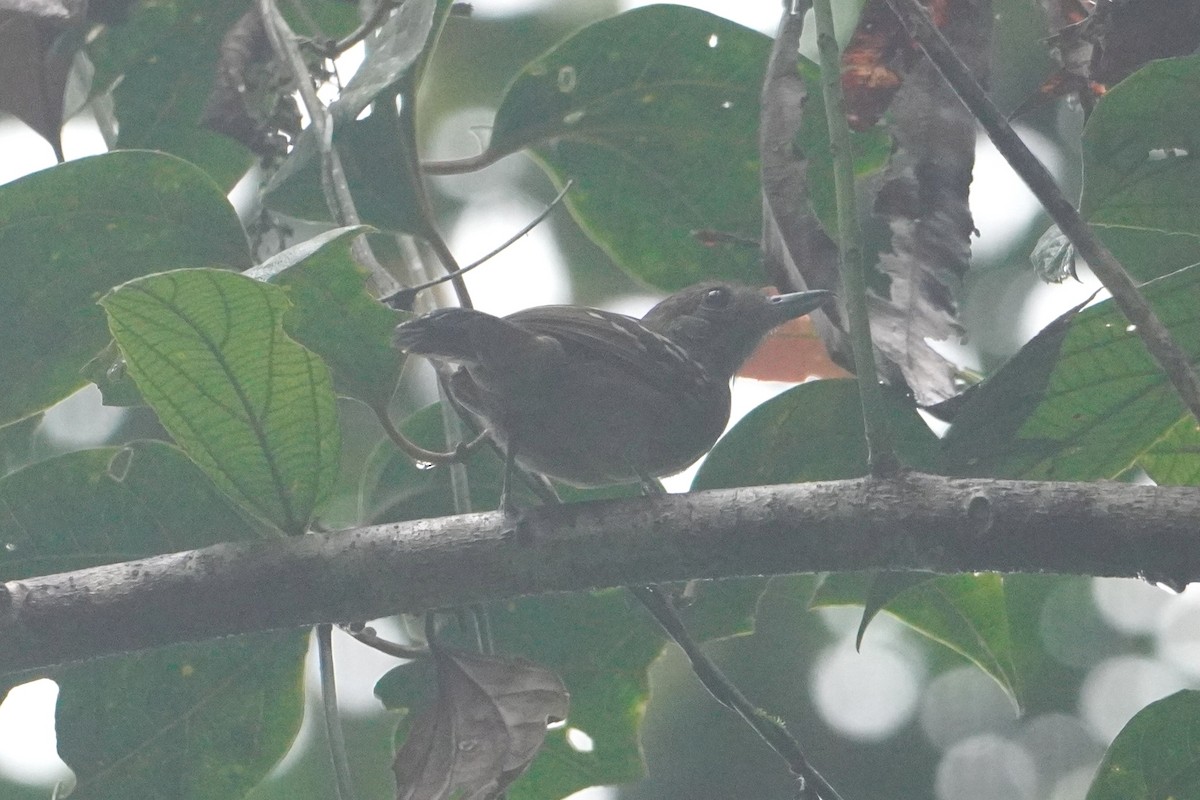Black-crowned Antshrike - ML642657214