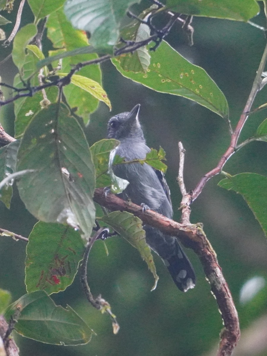 Black-crowned Antshrike - ML642657215