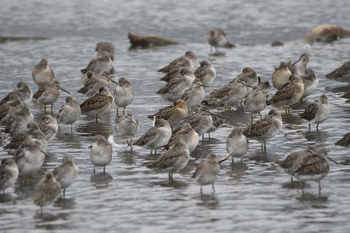 流蘇鷸 - ML642657222