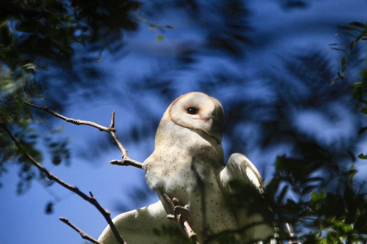 American Barn Owl - ML642657223