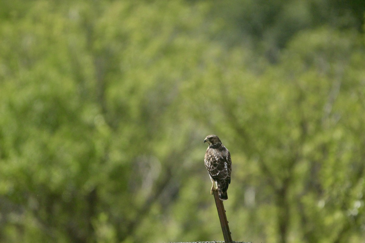 Broad-winged Hawk - ML642657233