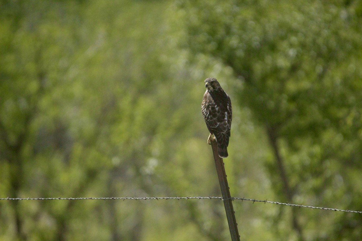 Broad-winged Hawk - ML642657234