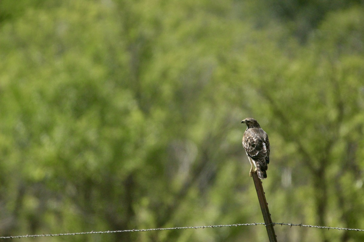 Broad-winged Hawk - ML642657235