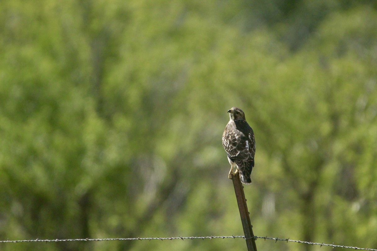 Broad-winged Hawk - ML642657236