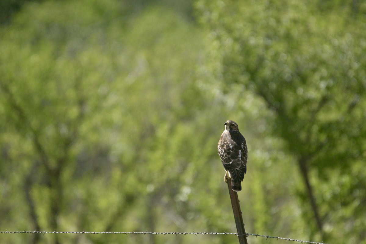 Broad-winged Hawk - ML642657237