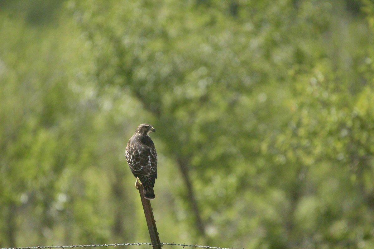Broad-winged Hawk - ML642657238