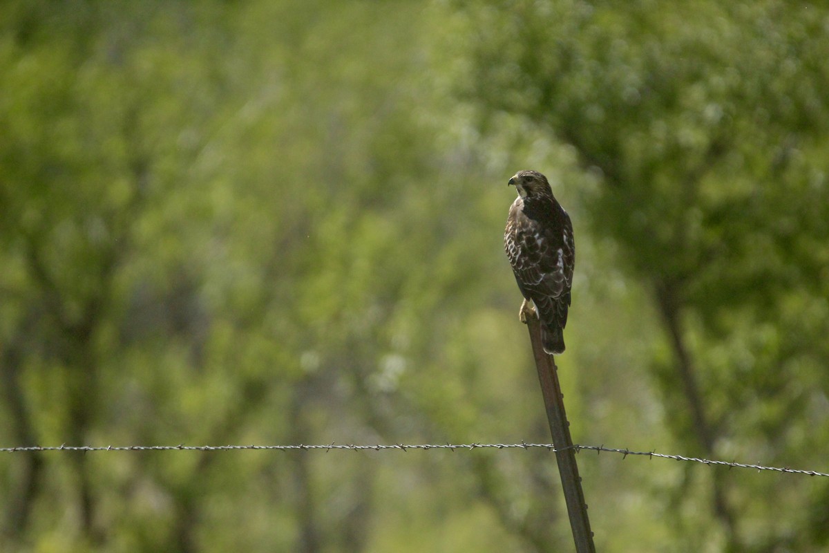 Broad-winged Hawk - ML642657239
