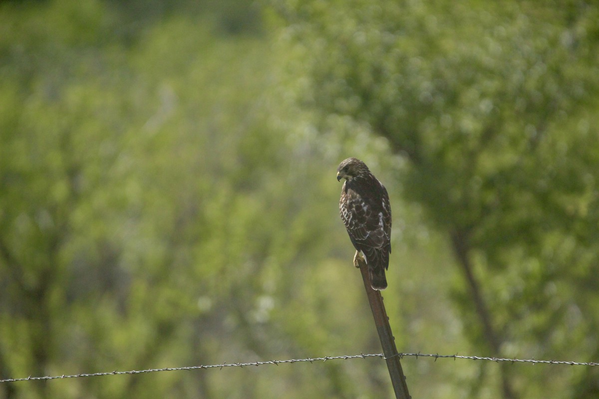 Broad-winged Hawk - ML642657240