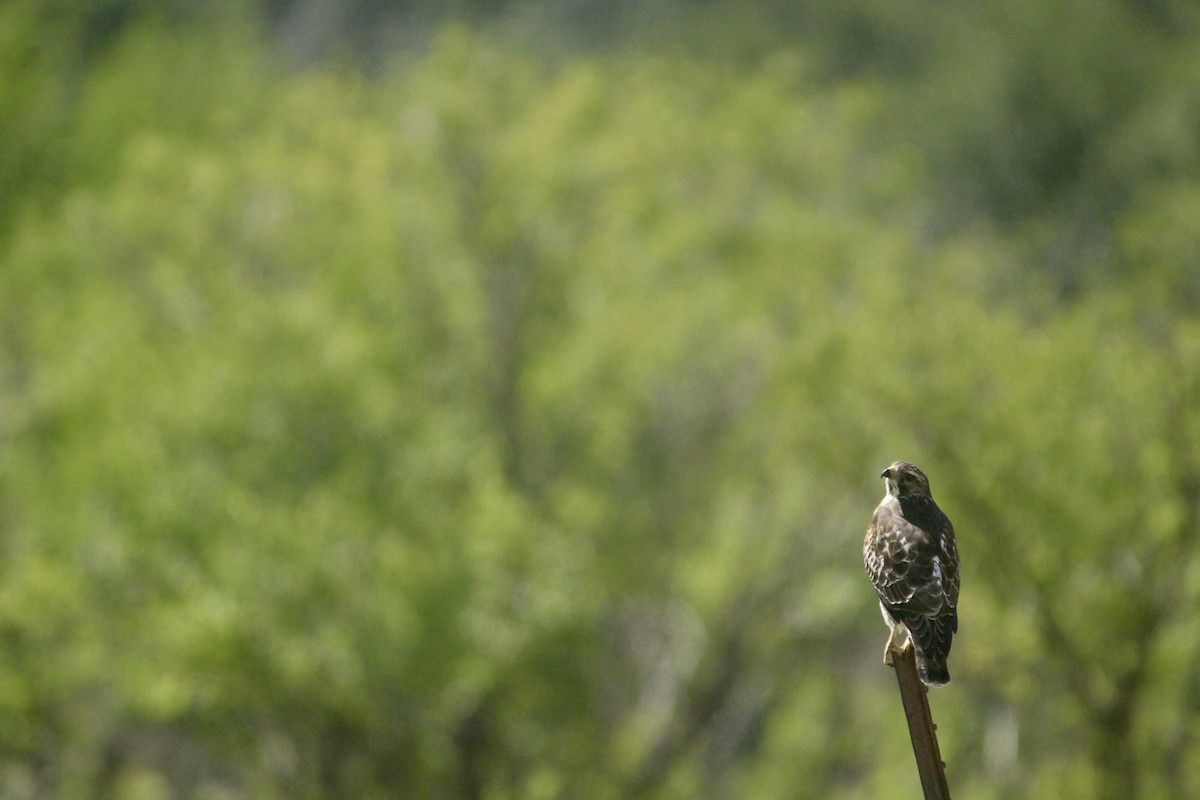 Broad-winged Hawk - ML642657241
