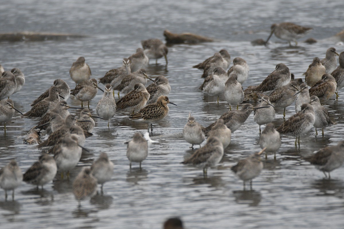 流蘇鷸 - ML642657247