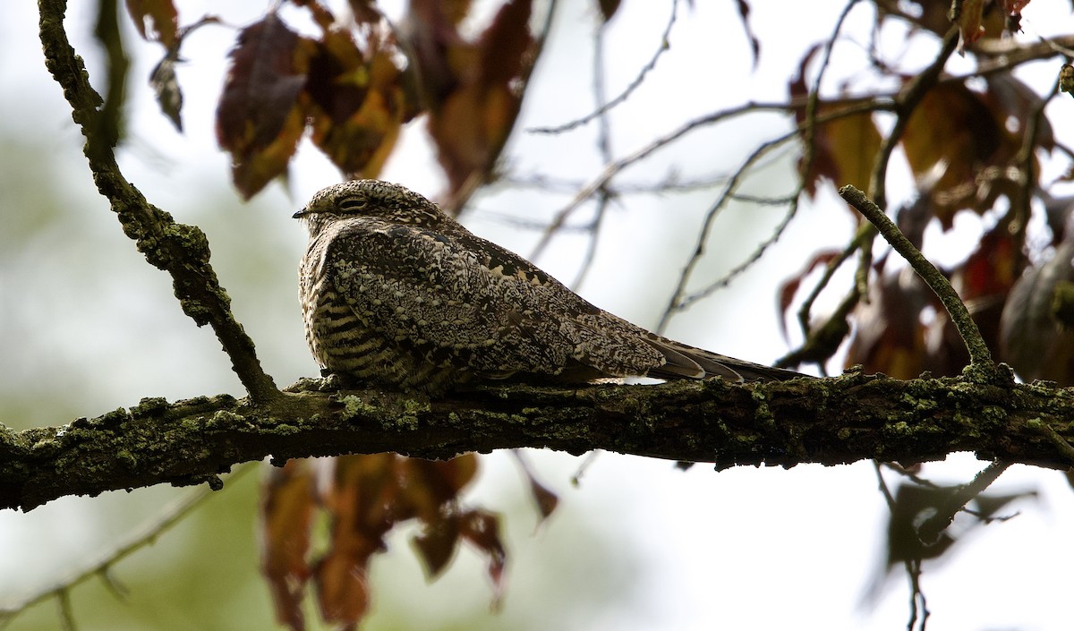 Common Nighthawk - ML642657250