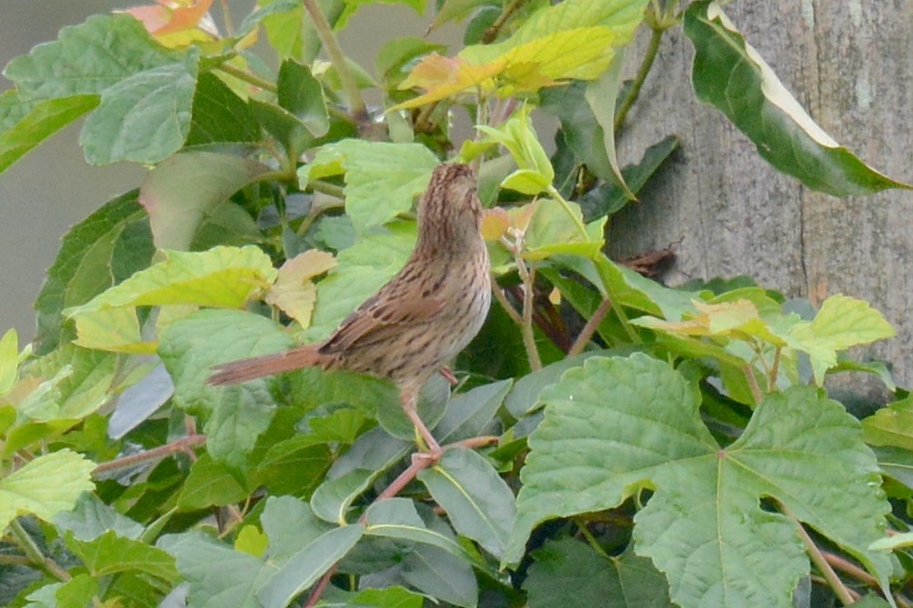 Lincoln's Sparrow - ML642657259